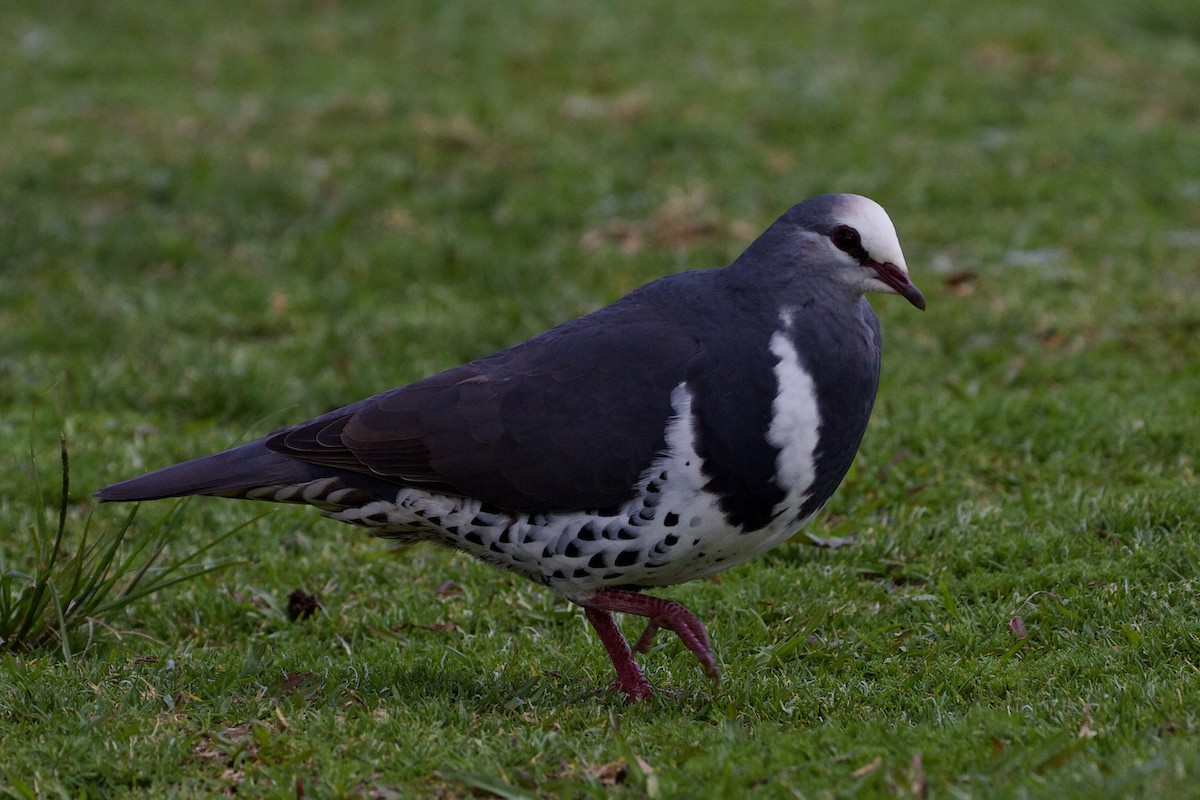 Wonga Pigeon - Elliot Leach