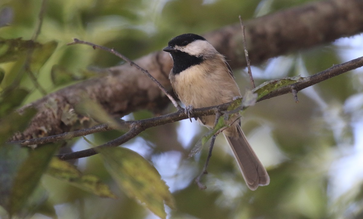 Carolina Chickadee - Michael Woodruff