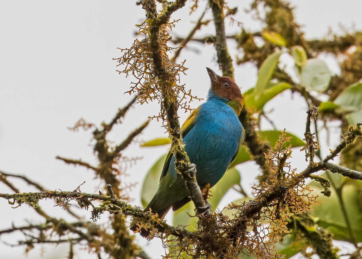 Bay-headed Tanager - ML625349007