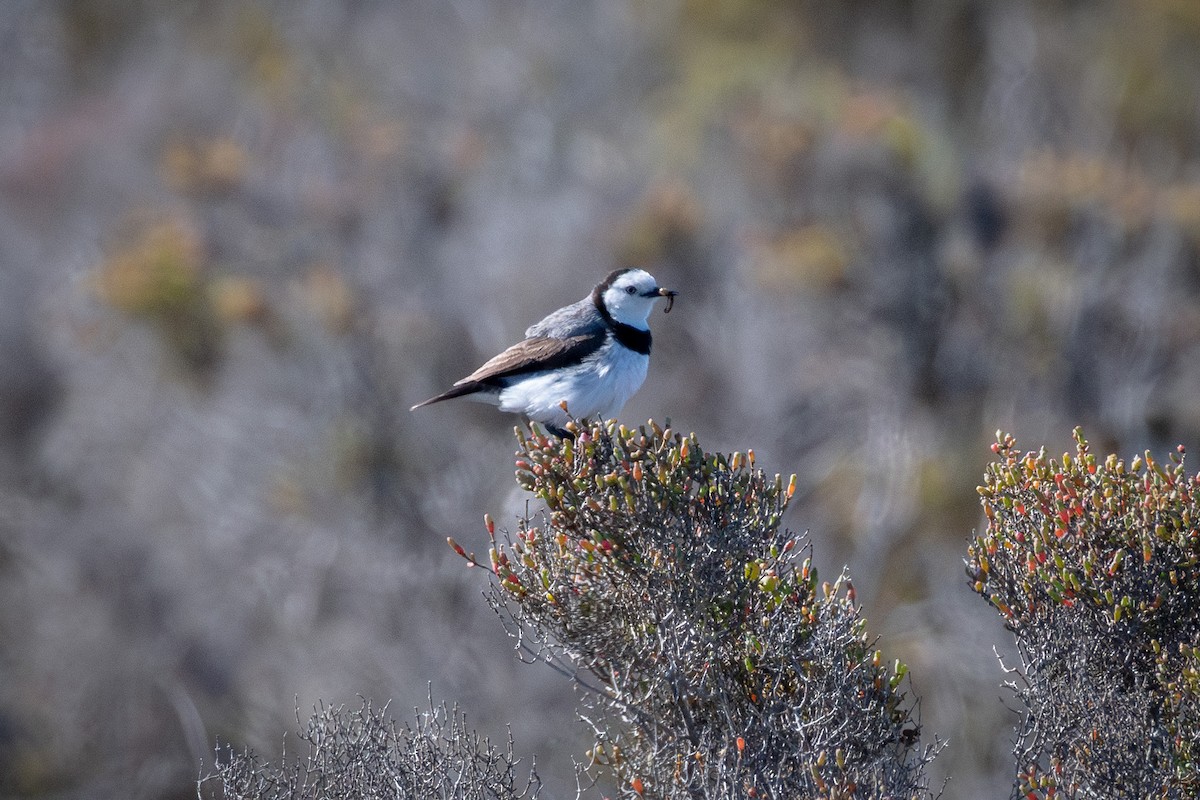 White-fronted Chat - ML625349086