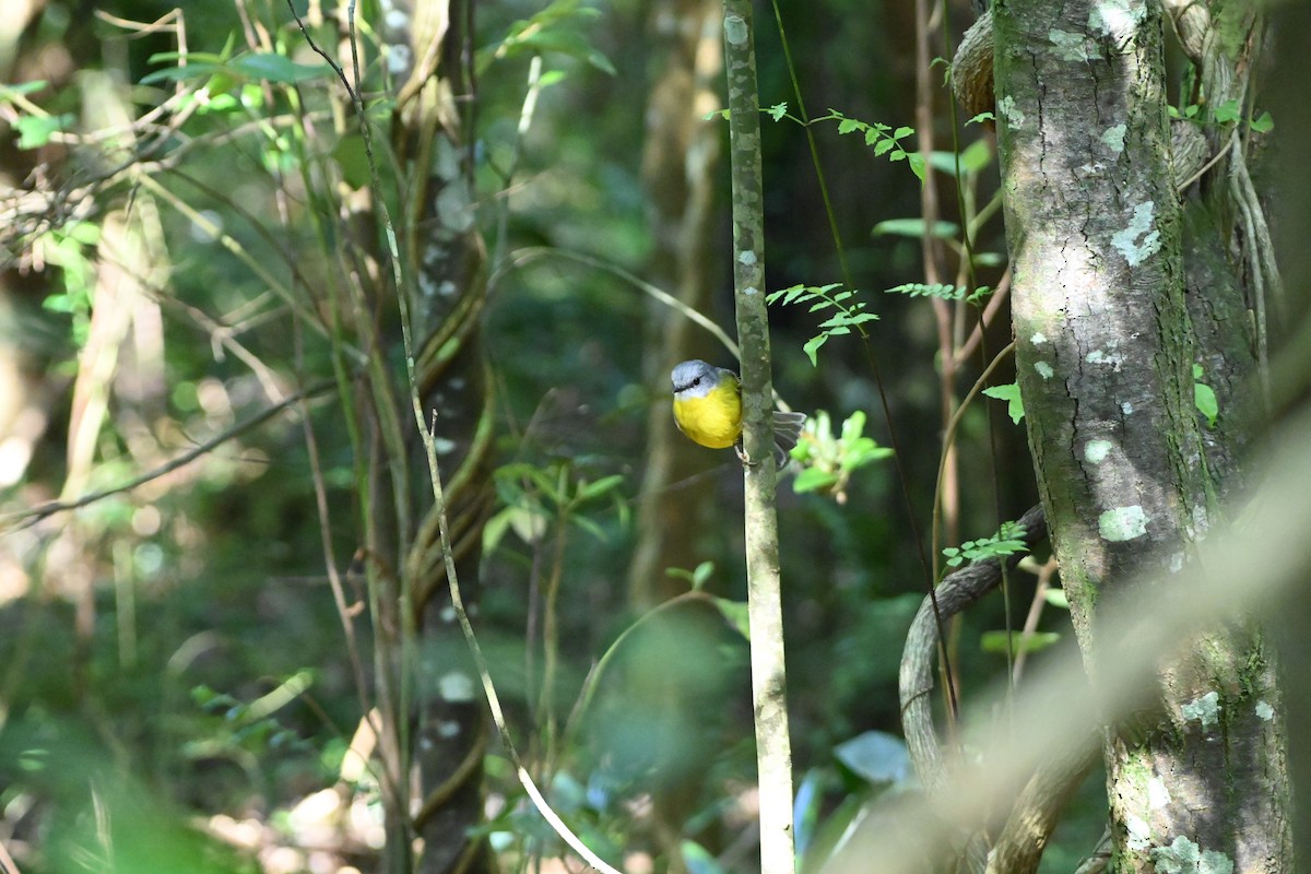 Eastern Yellow Robin - ML625349107