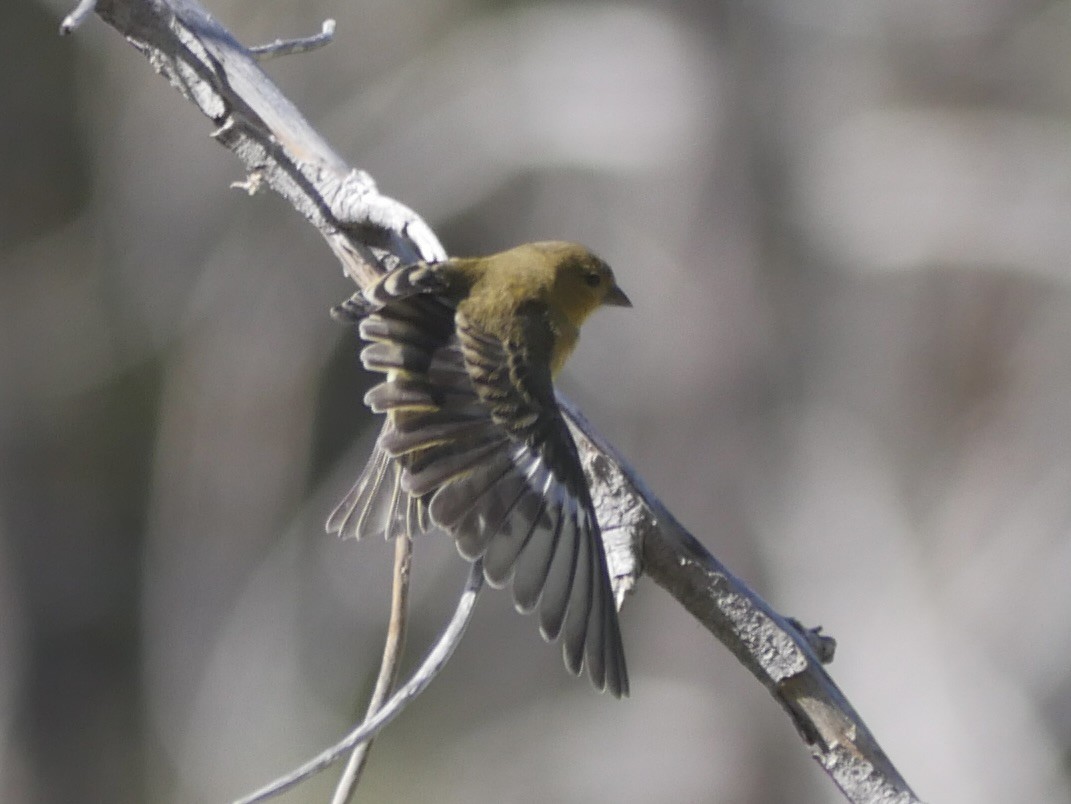 Lesser Goldfinch - ML625349120
