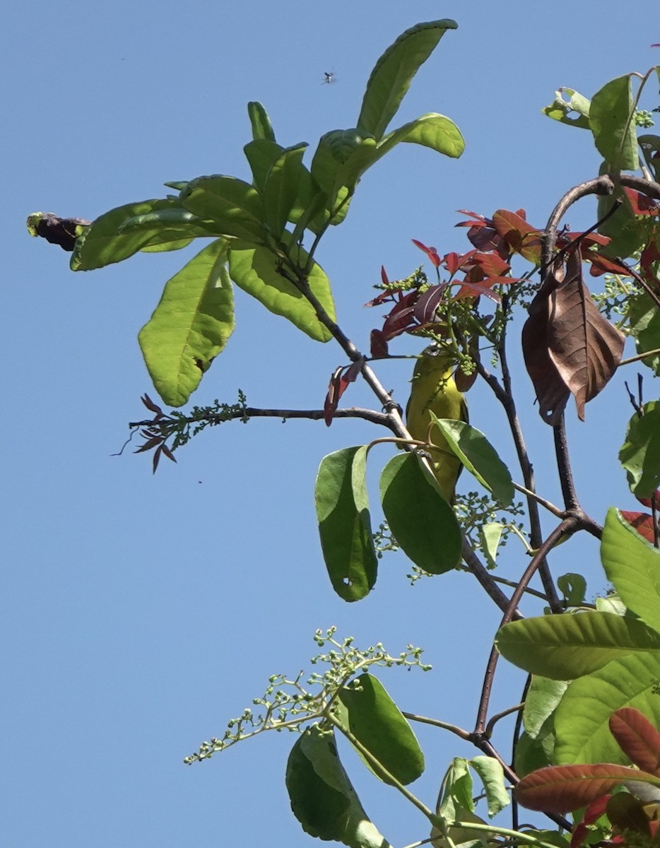 Lemon-bellied White-eye - ML625349211