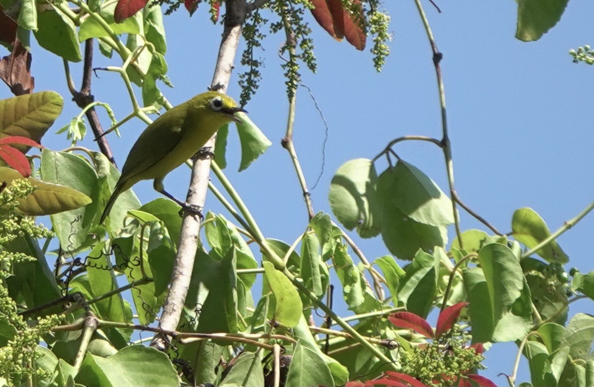 Lemon-bellied White-eye - ML625349212