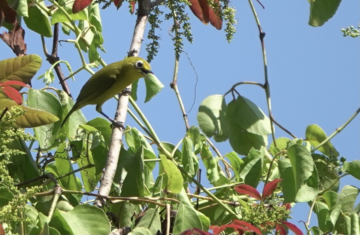 Lemon-bellied White-eye - ML625349213