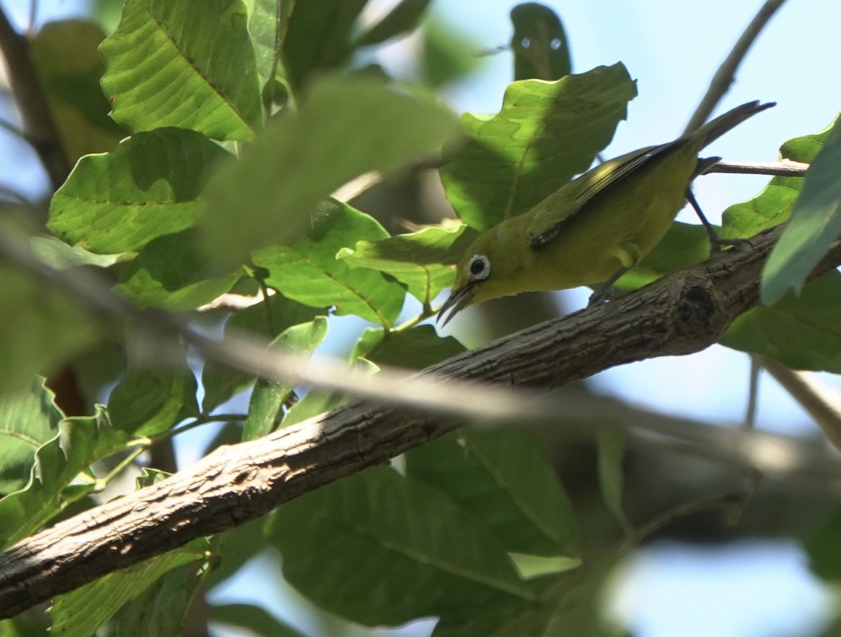 Lemon-bellied White-eye - ML625349214