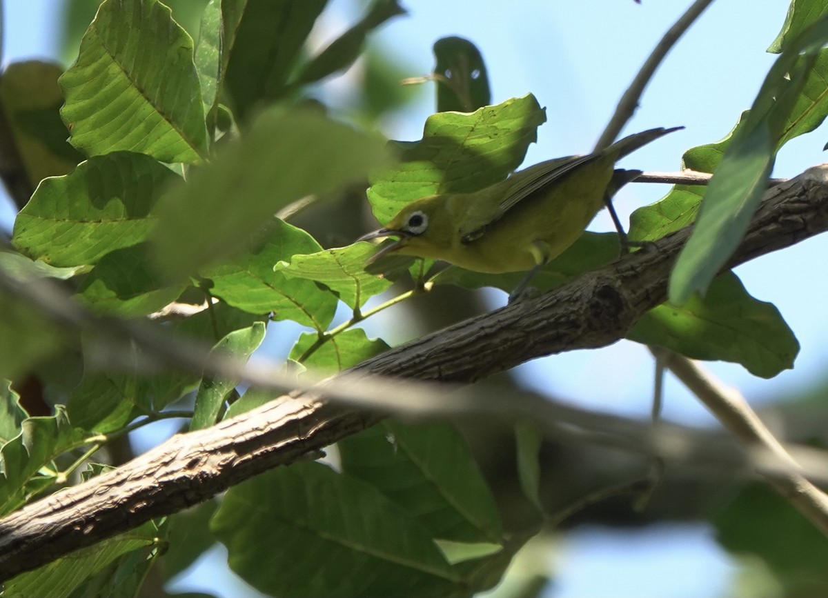 Lemon-bellied White-eye - ML625349215