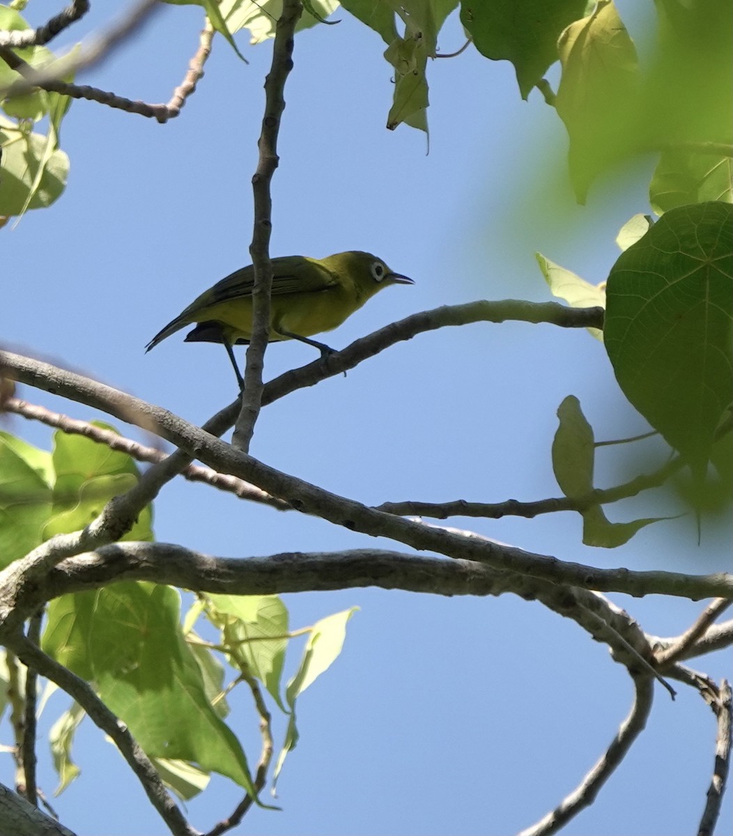 Lemon-bellied White-eye - ML625349217