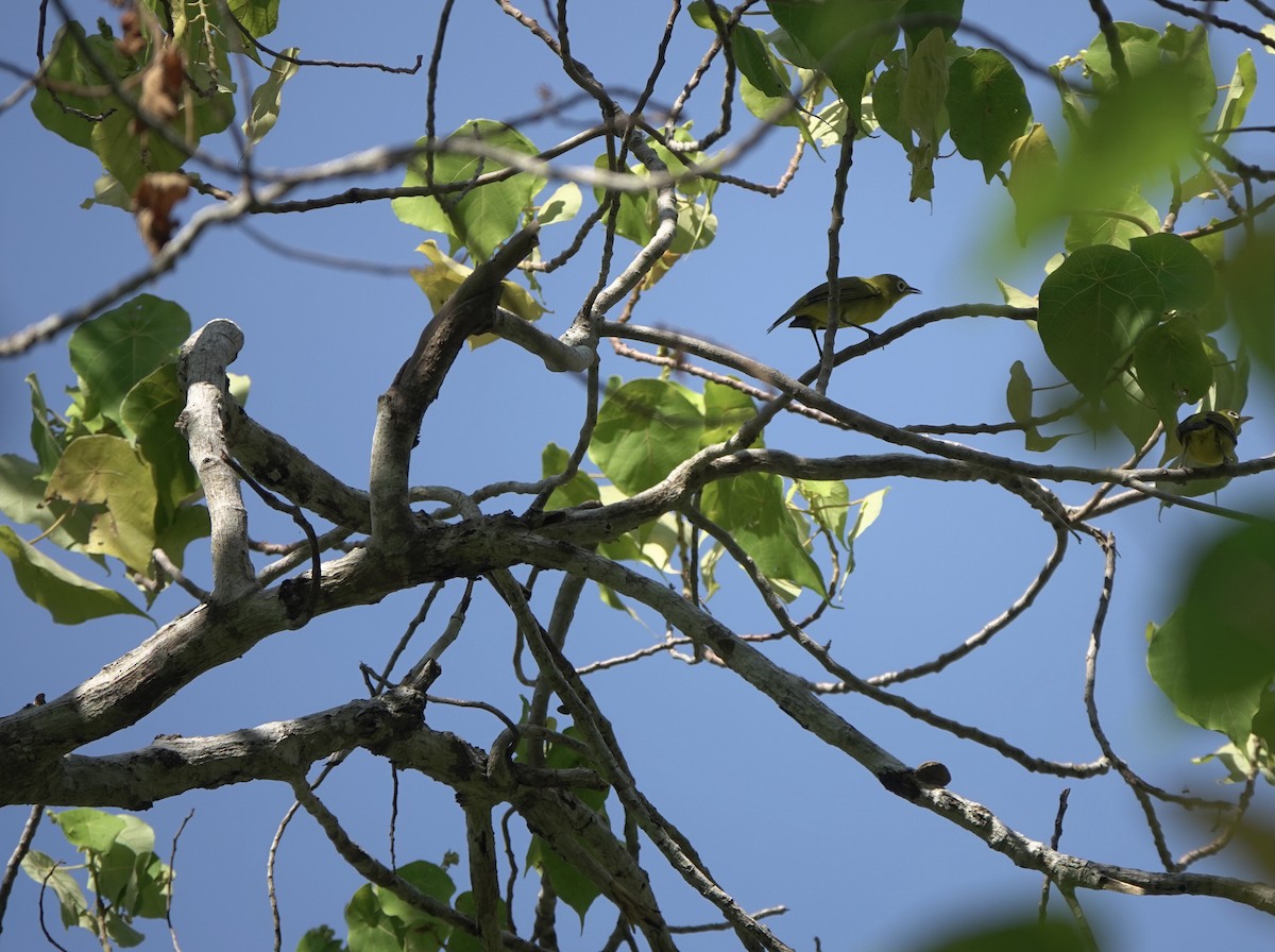 Lemon-bellied White-eye - ML625349218