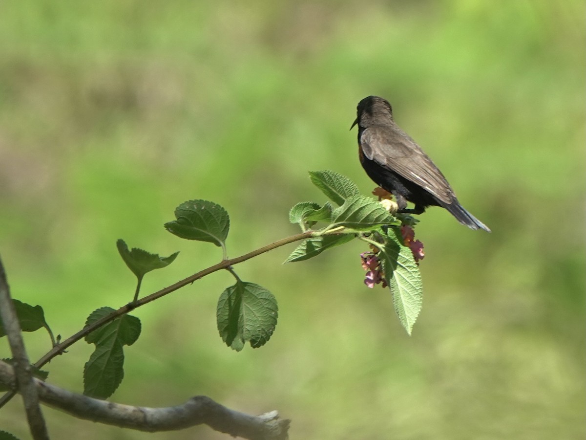 Flores Sea Sunbird - ML625349229