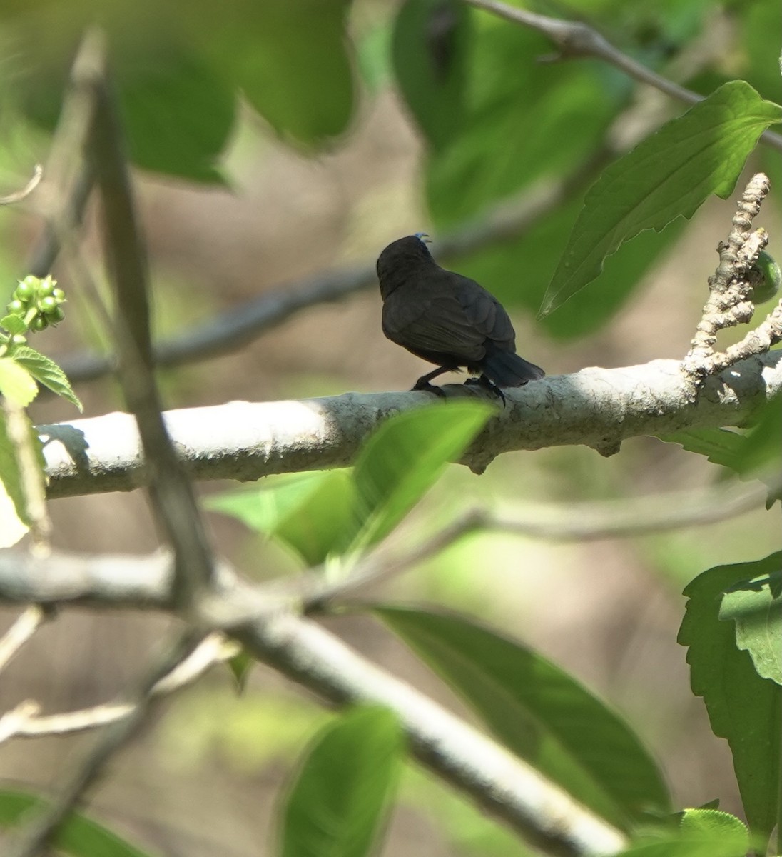 Flores Sea Sunbird - ML625349230