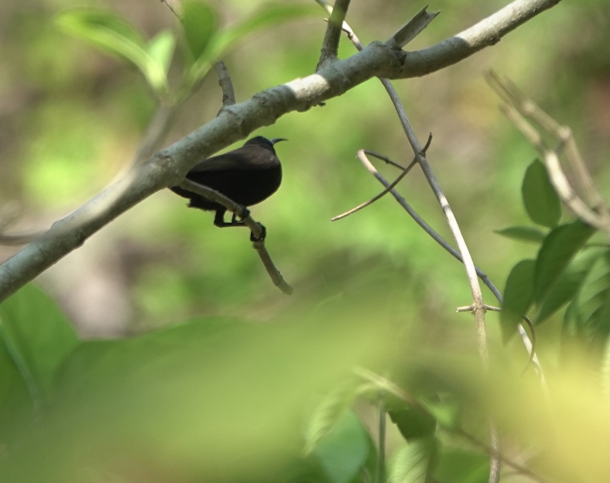 Flores Sea Sunbird - ML625349231