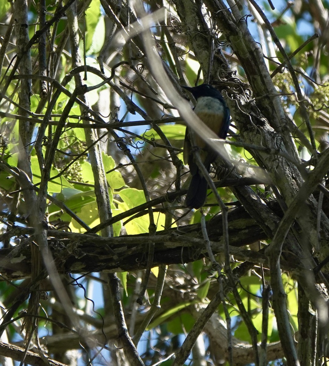 Kalao Blue Flycatcher - ML625349252