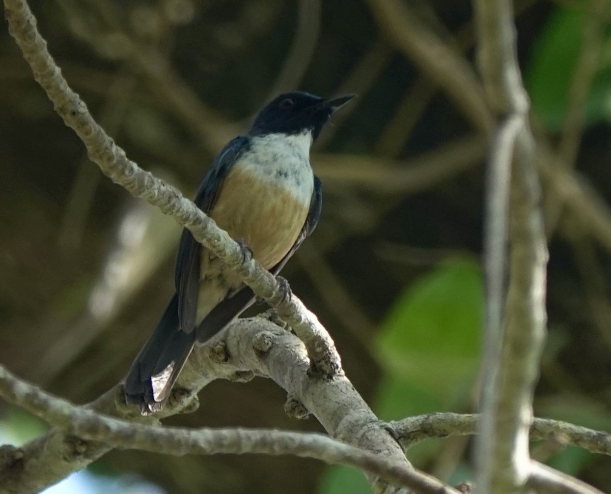 Kalao Blue Flycatcher - ML625349253