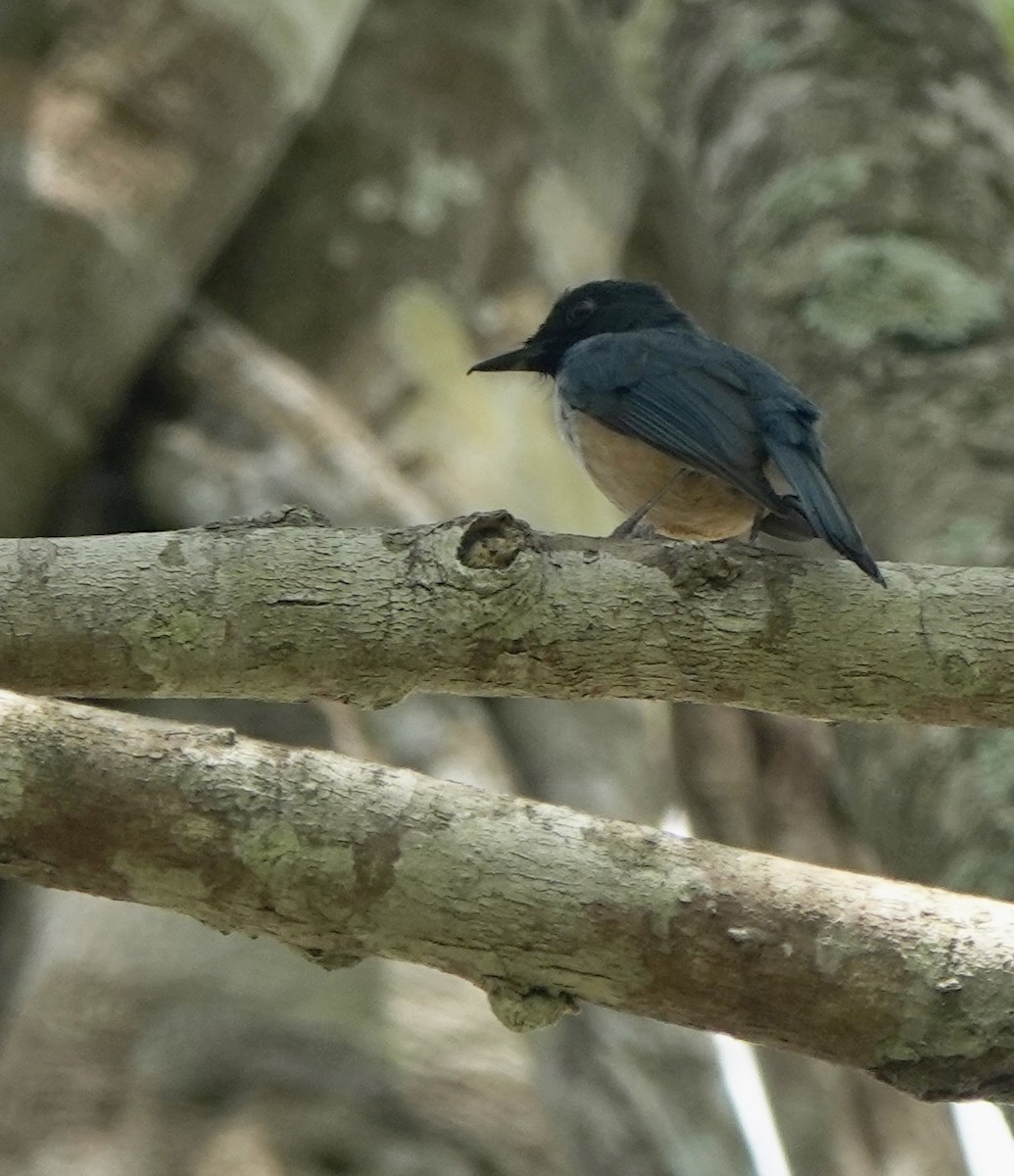 Kalao Blue Flycatcher - ML625349254