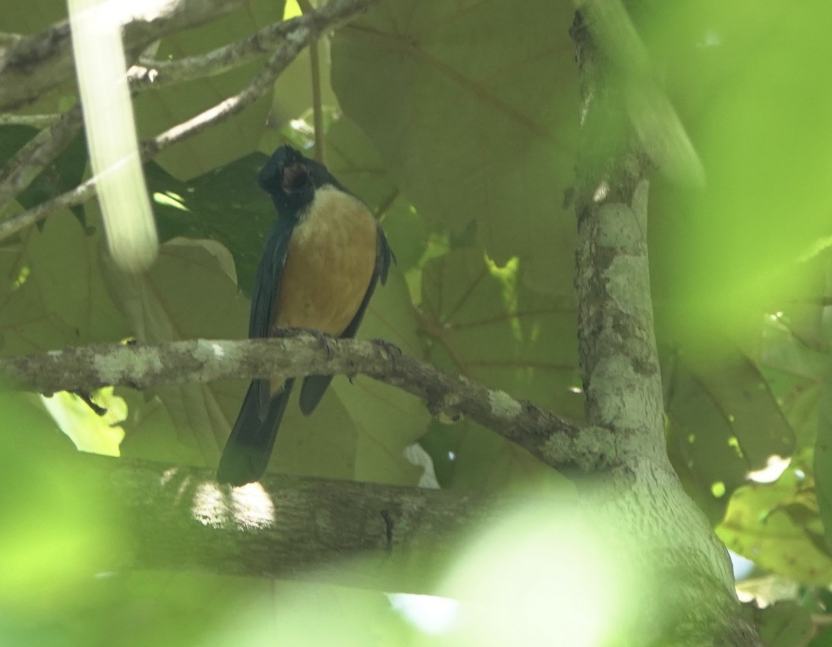 Kalao Blue Flycatcher - ML625349255