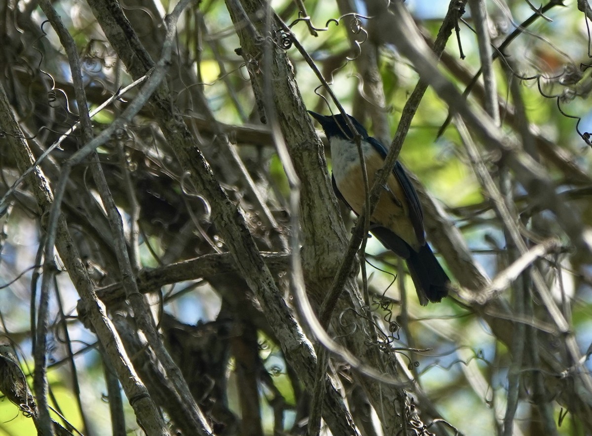 Kalao Blue Flycatcher - ML625349256
