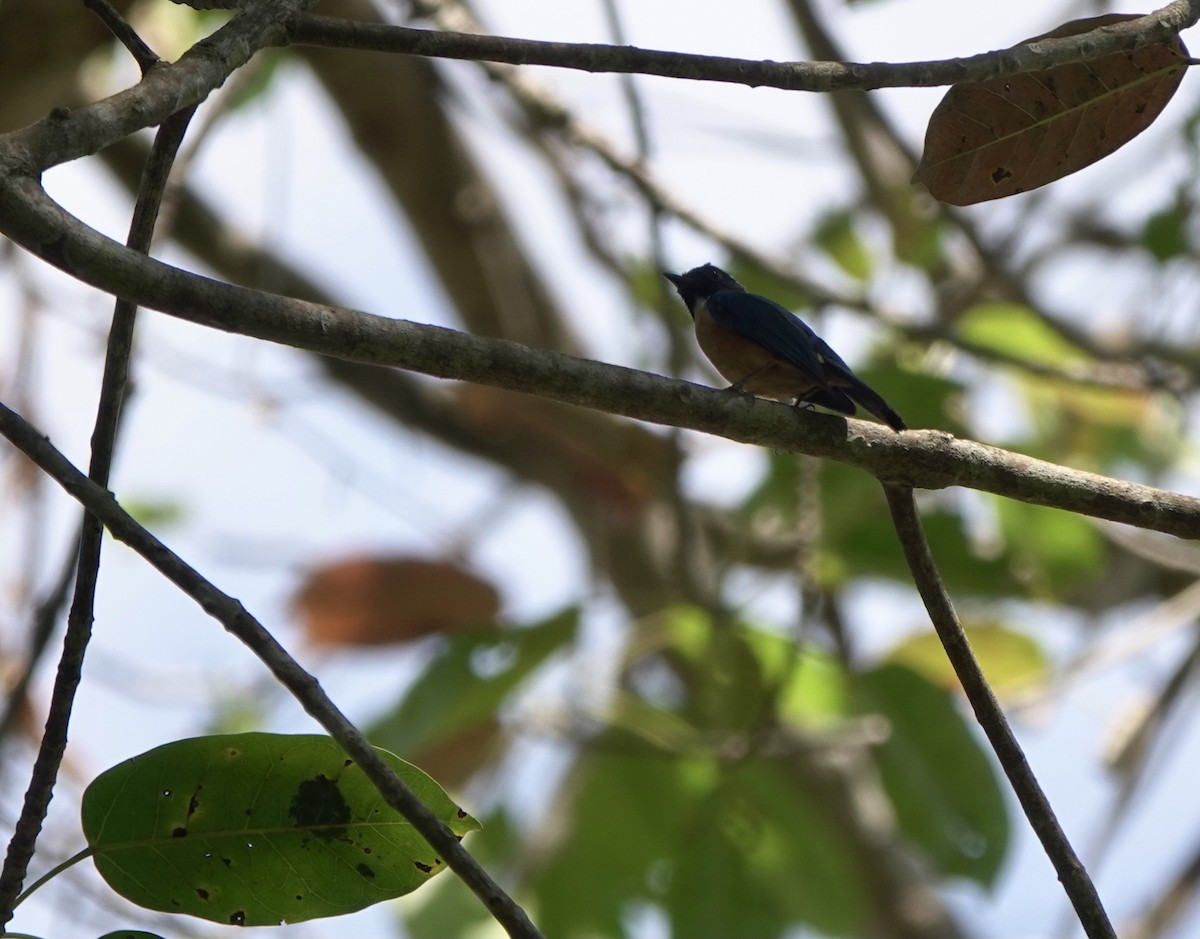 Kalao Blue Flycatcher - ML625349258