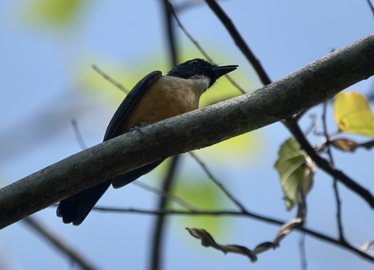 Kalao Blue Flycatcher - ML625349260