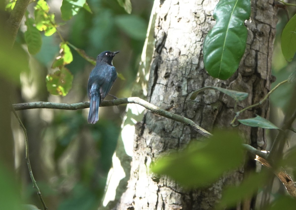 Kalao Blue Flycatcher - ML625349261