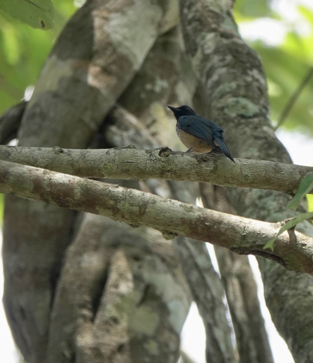 Kalao Blue Flycatcher - ML625349262