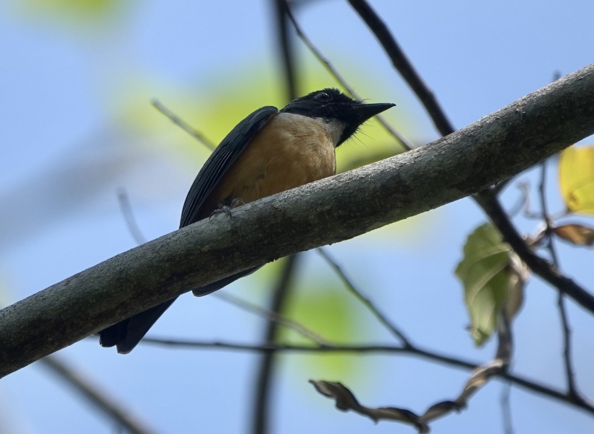 Kalao Blue Flycatcher - ML625349263