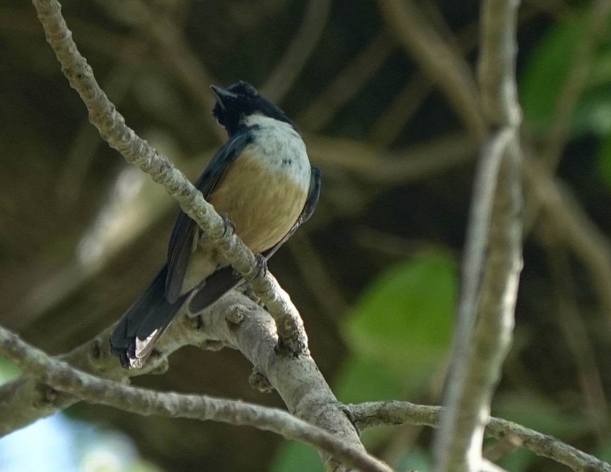 Kalao Blue Flycatcher - ML625349264