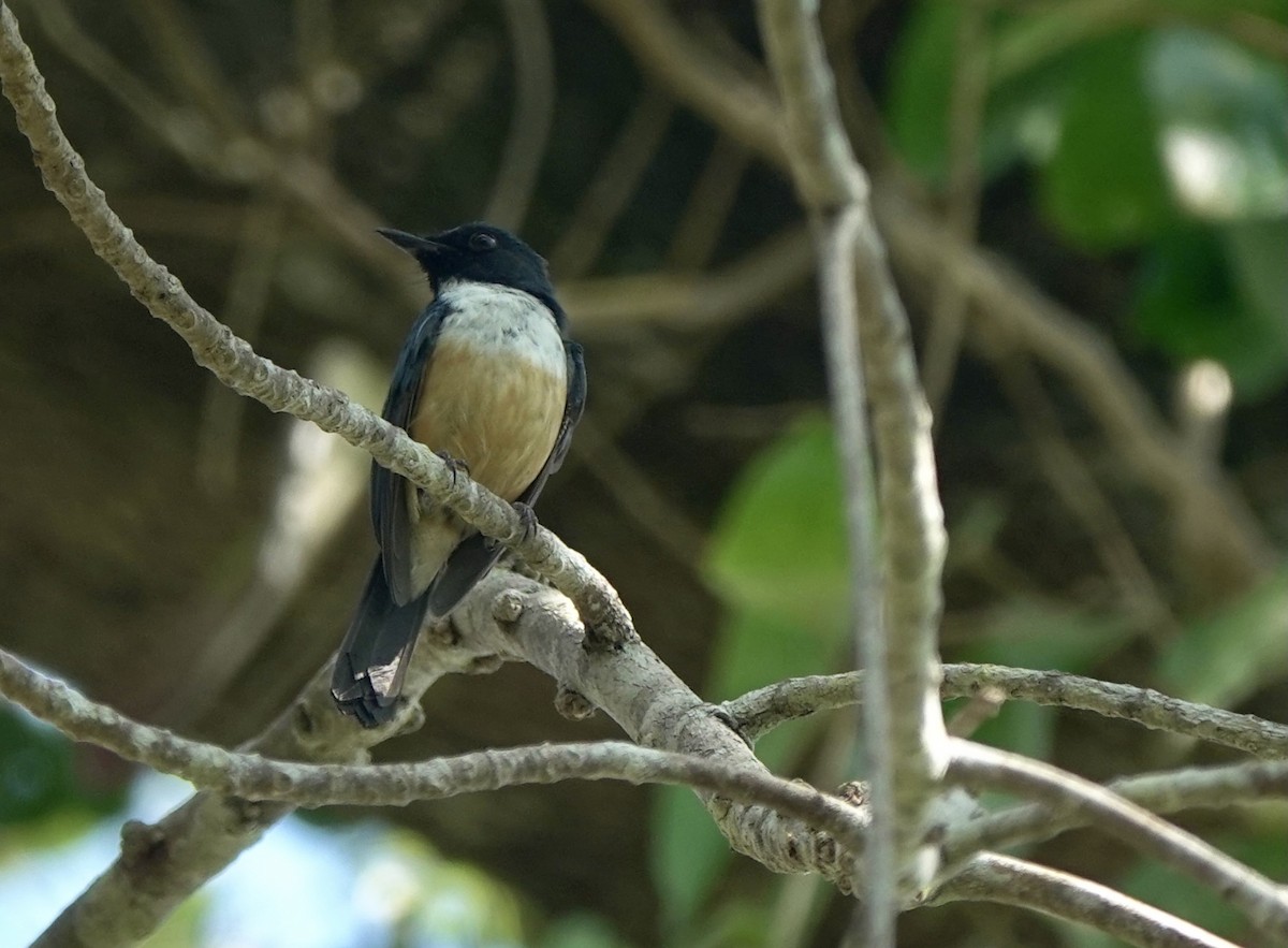 Kalao Blue Flycatcher - ML625349265