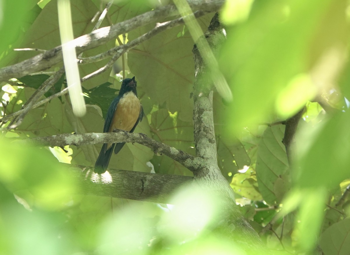 Kalao Blue Flycatcher - ML625349267