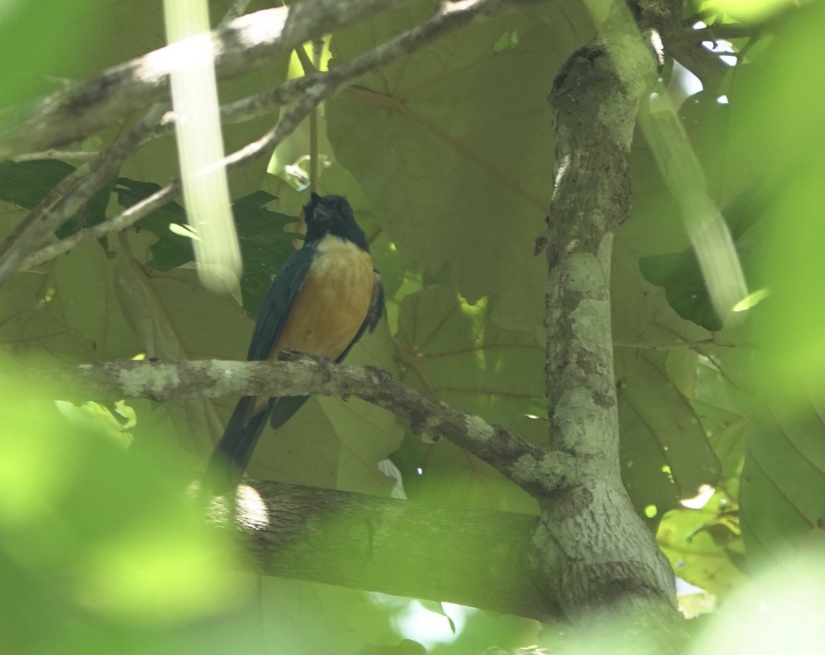 Kalao Blue Flycatcher - ML625349268