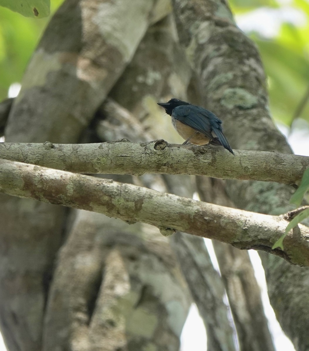 Kalao Blue Flycatcher - ML625349269