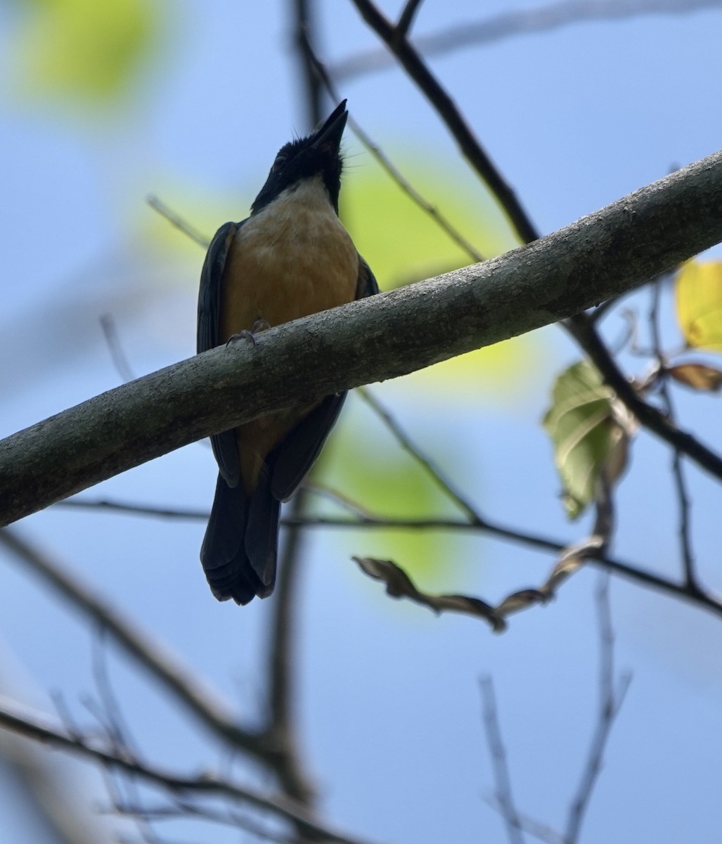 Kalao Blue Flycatcher - ML625349270