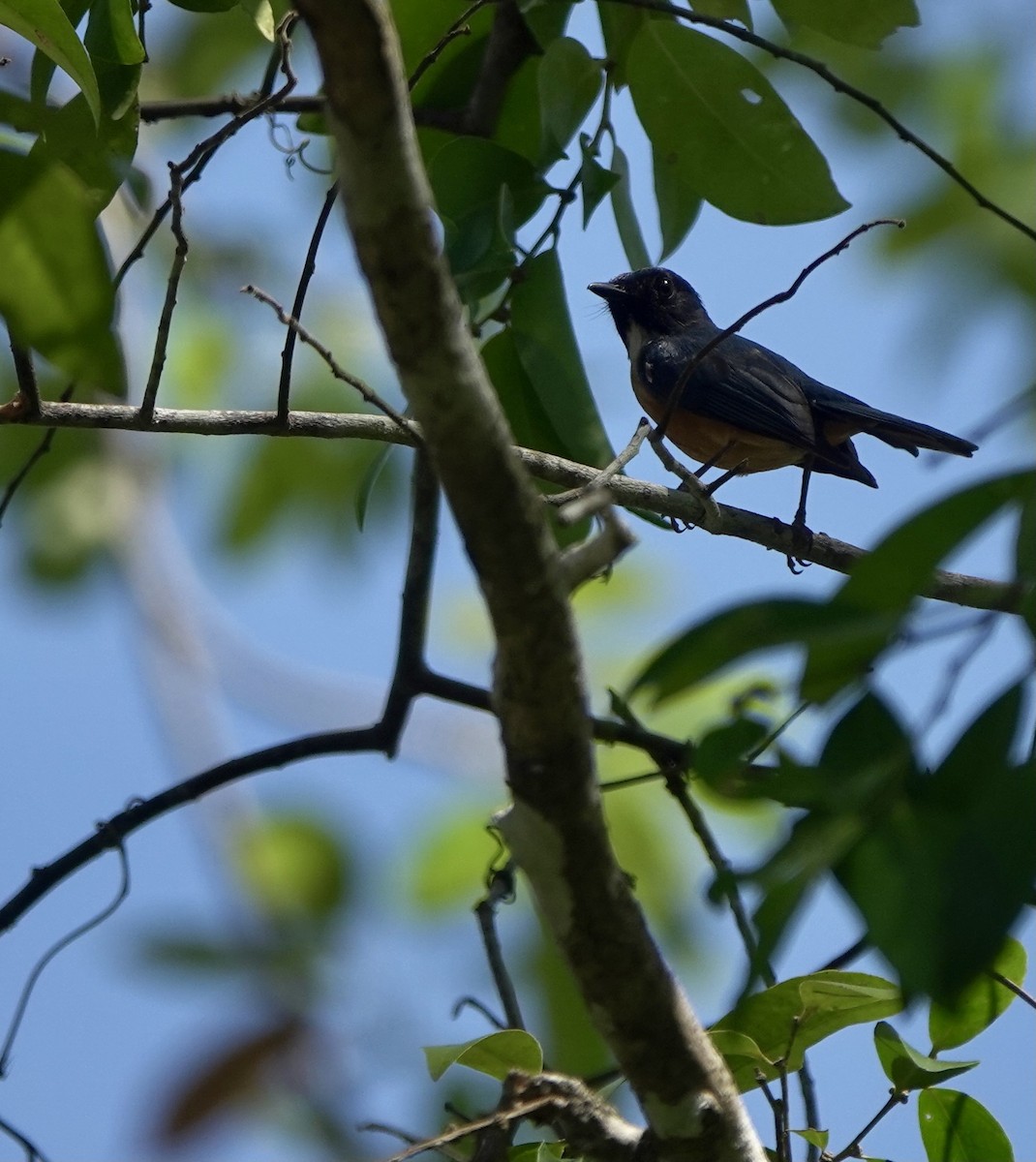 Kalao Blue Flycatcher - ML625349271