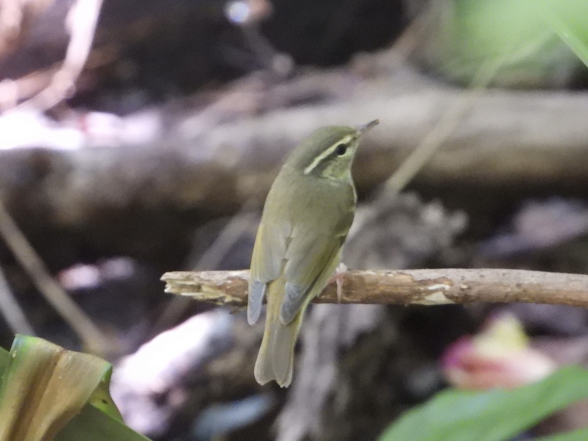 Pale-legged Leaf Warbler - ML625349312