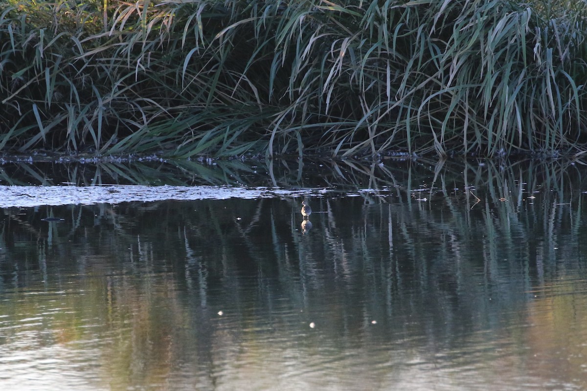 Wood Sandpiper - ML625349320