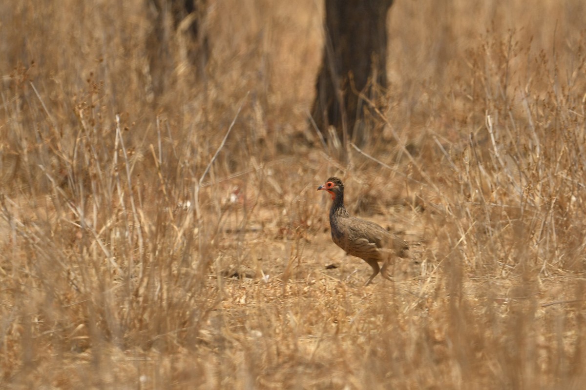 Swainson's Spurfowl - Supaporn Teamwong