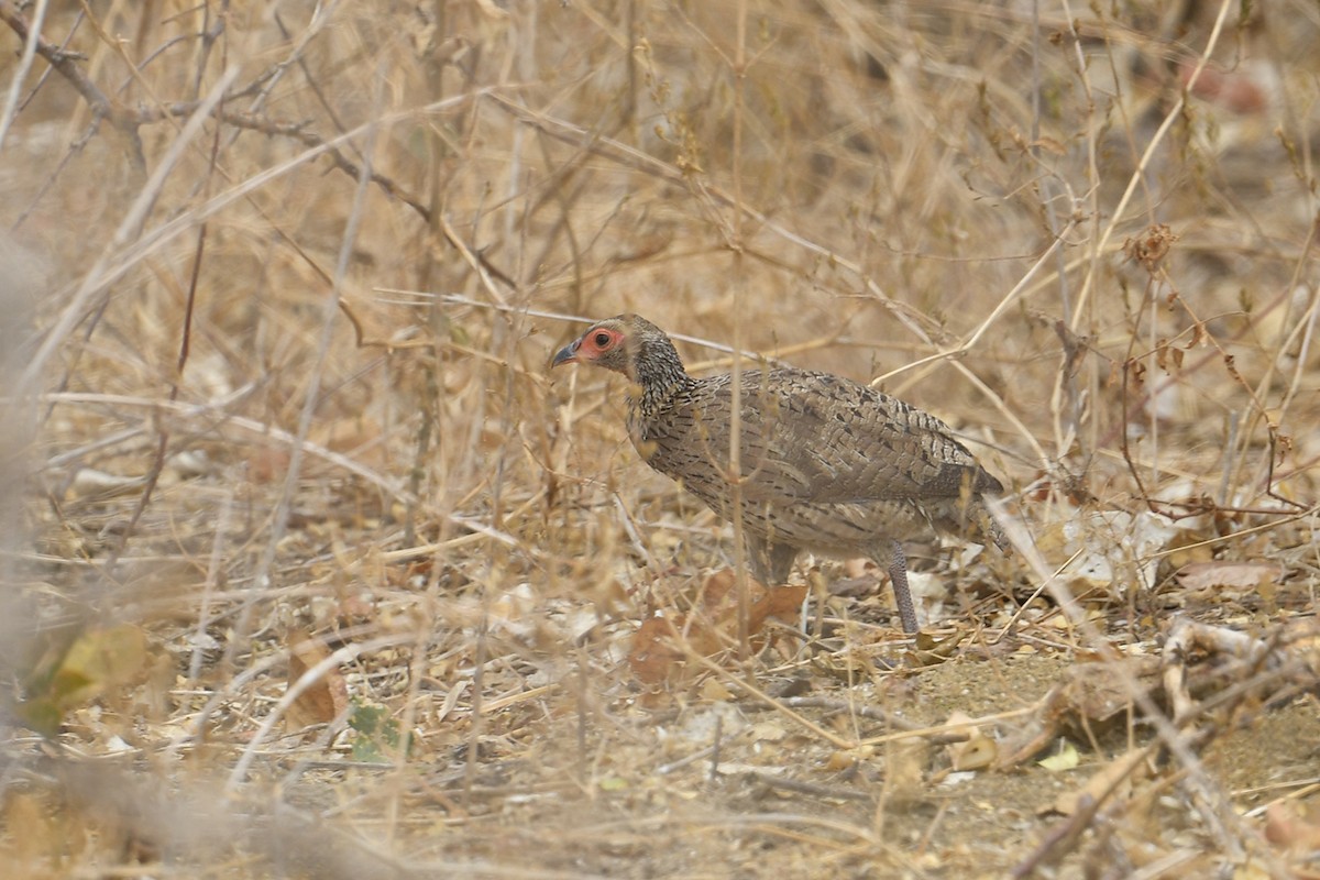 Swainson's Spurfowl - ML625349336