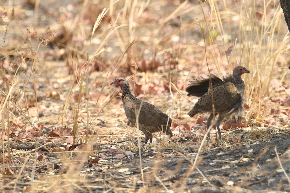 Swainson's Spurfowl - ML625349337