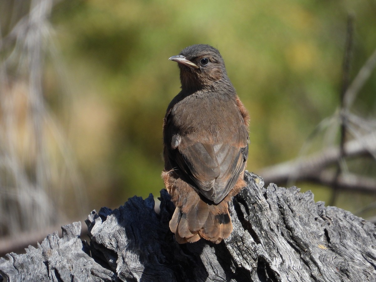 Rufous Treecreeper - ML625349360