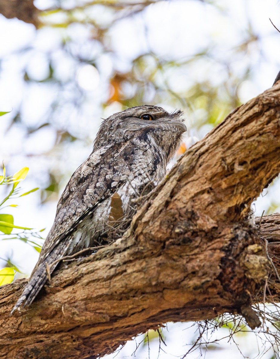 Tawny Frogmouth - ML625349365