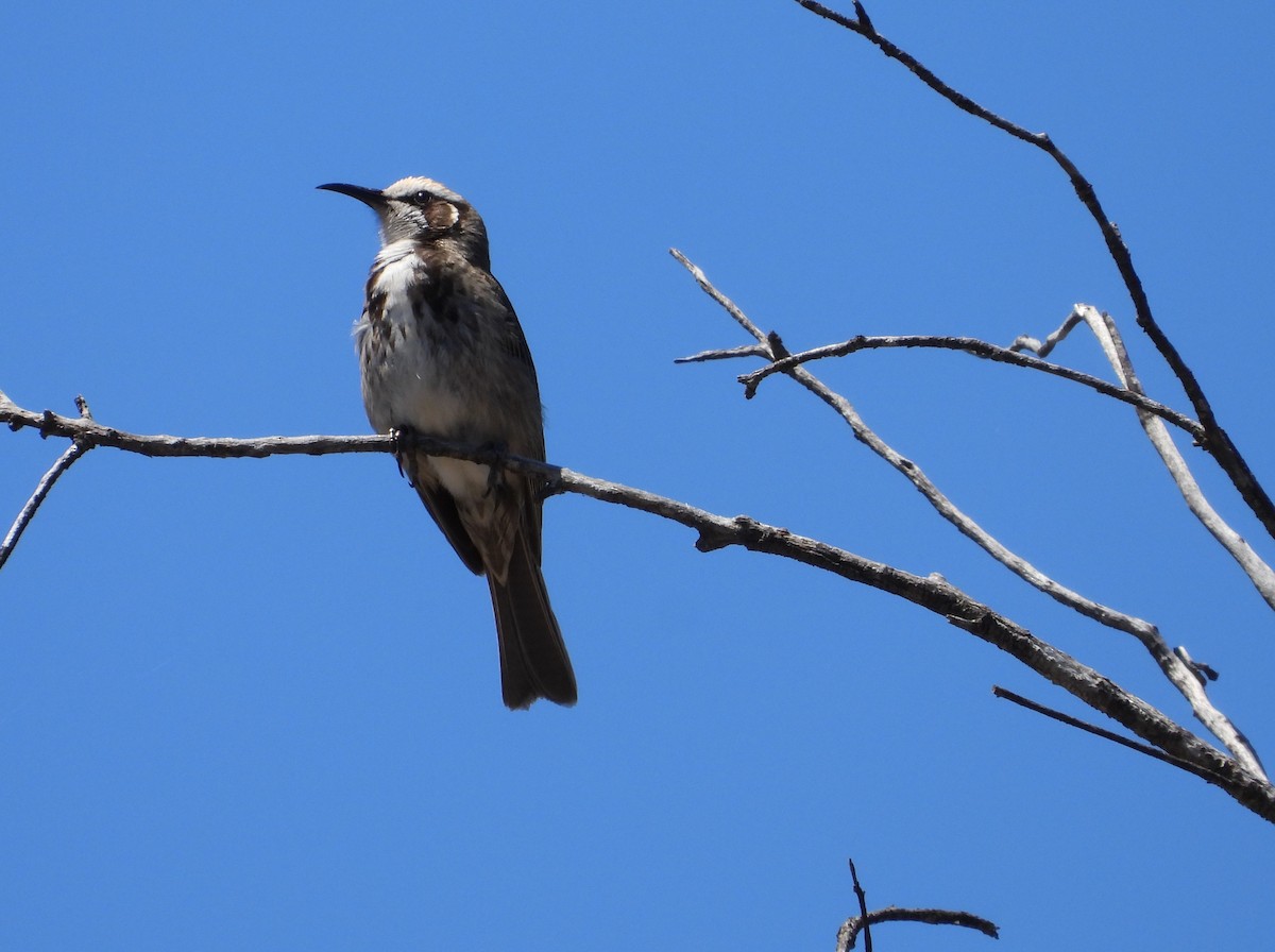 Tawny-crowned Honeyeater - ML625349376