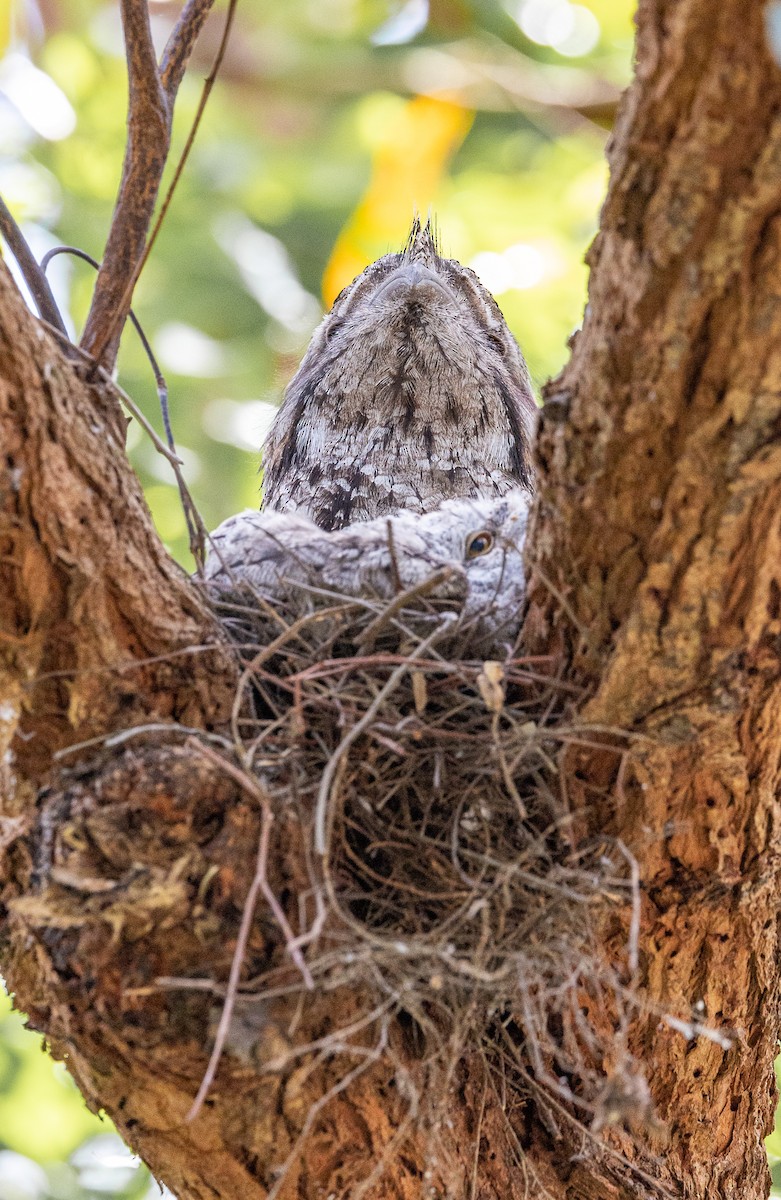 Tawny Frogmouth - ML625349377