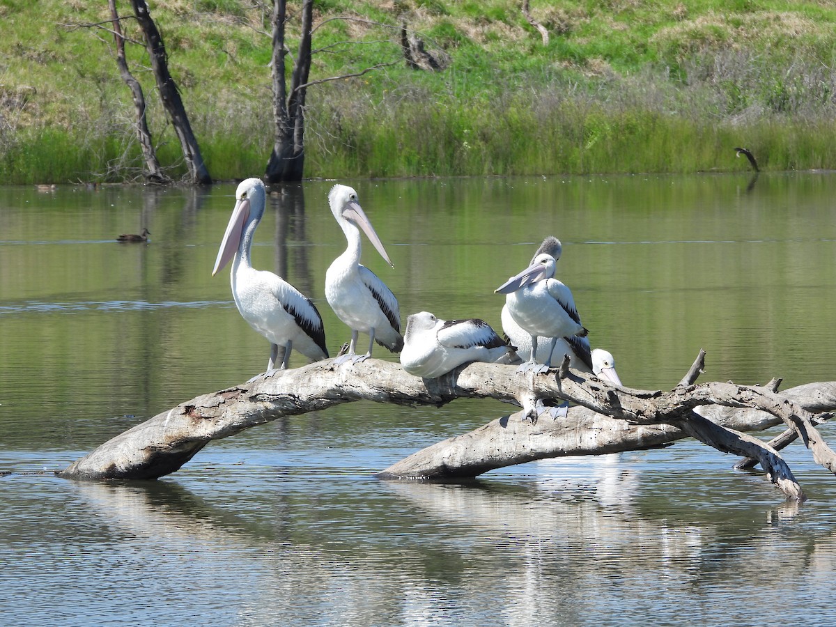 Australian Pelican - ML625349442