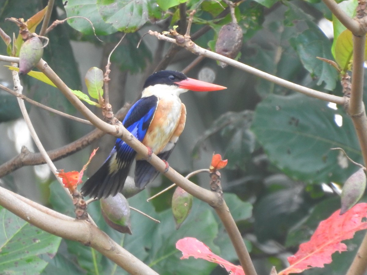 Black-capped Kingfisher - ML625349500