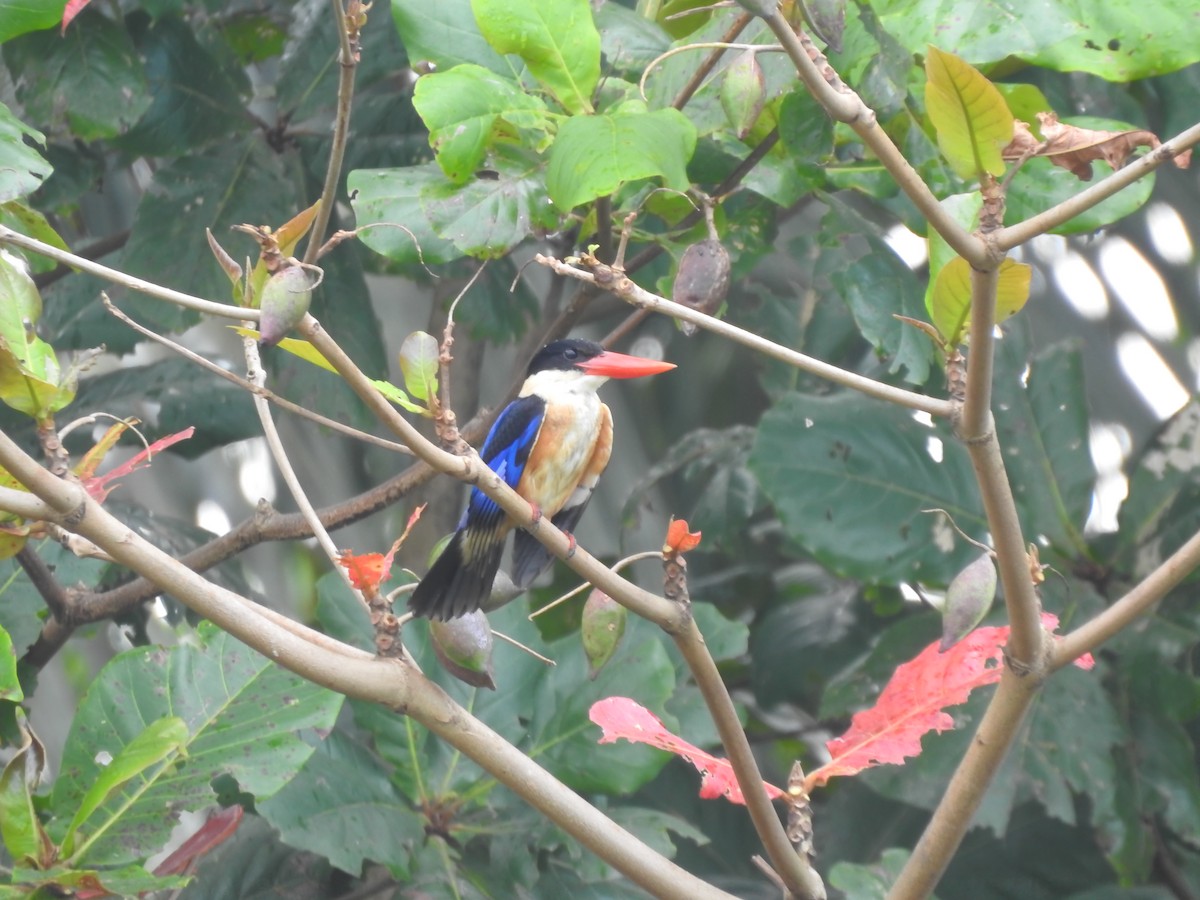 Black-capped Kingfisher - ML625349527