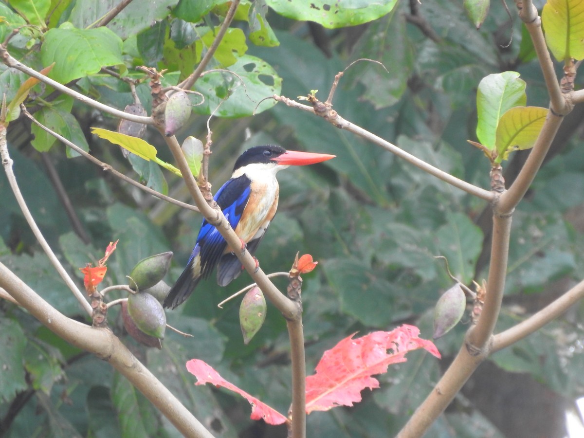 Black-capped Kingfisher - ML625349528