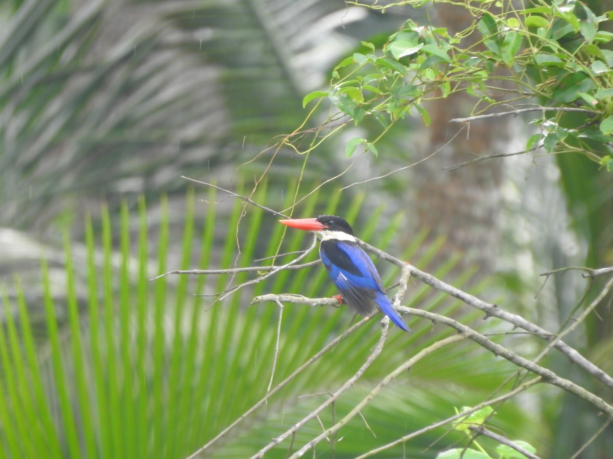 Black-capped Kingfisher - ML625349529