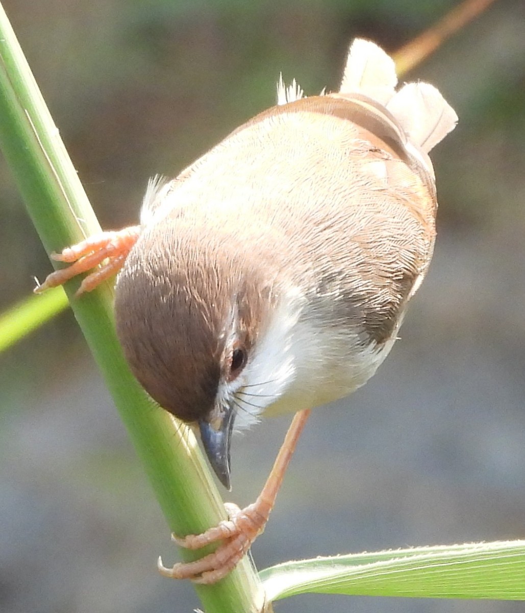 Yellow-eyed Babbler - ML625349623