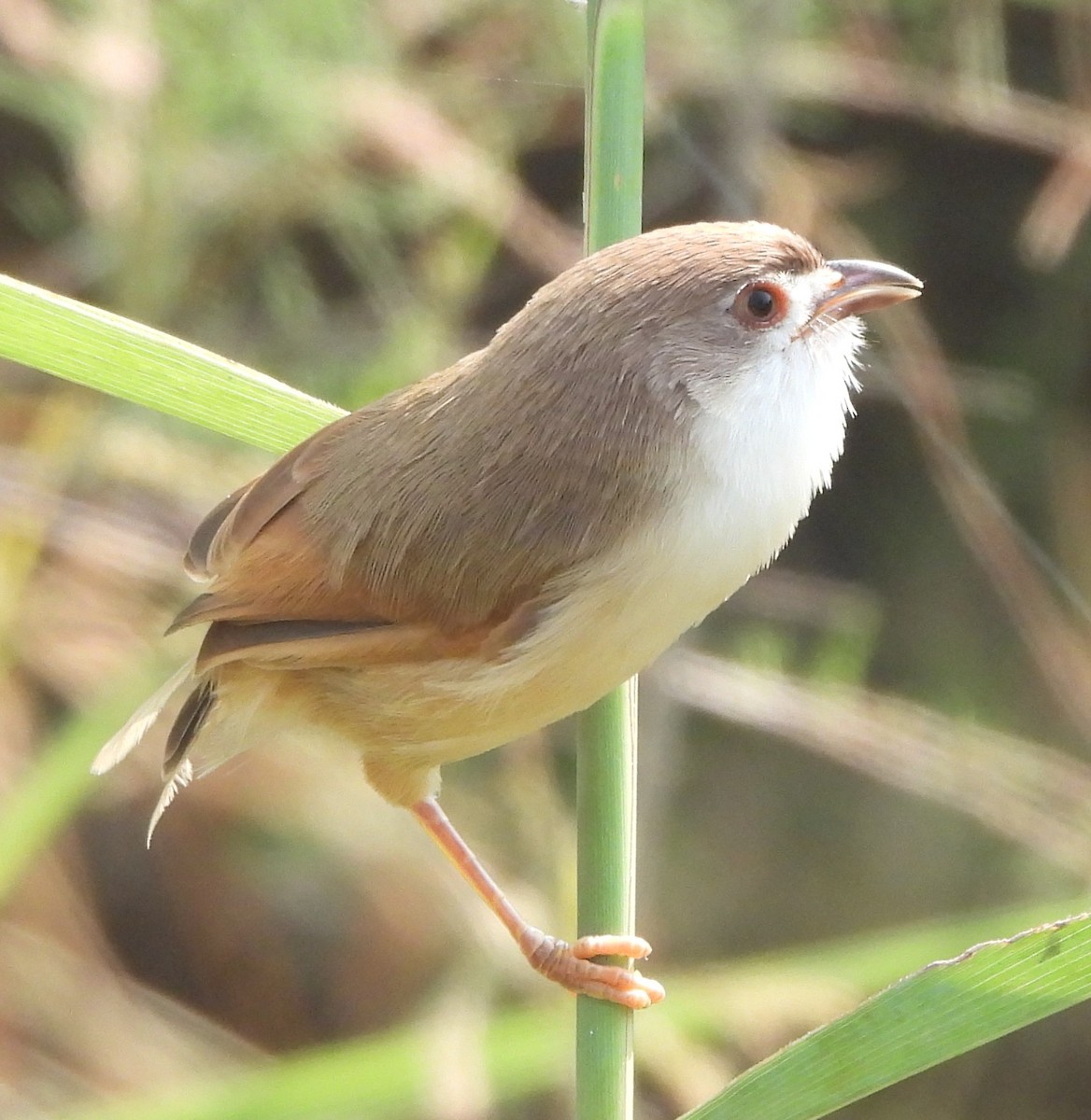 Yellow-eyed Babbler - ML625349624