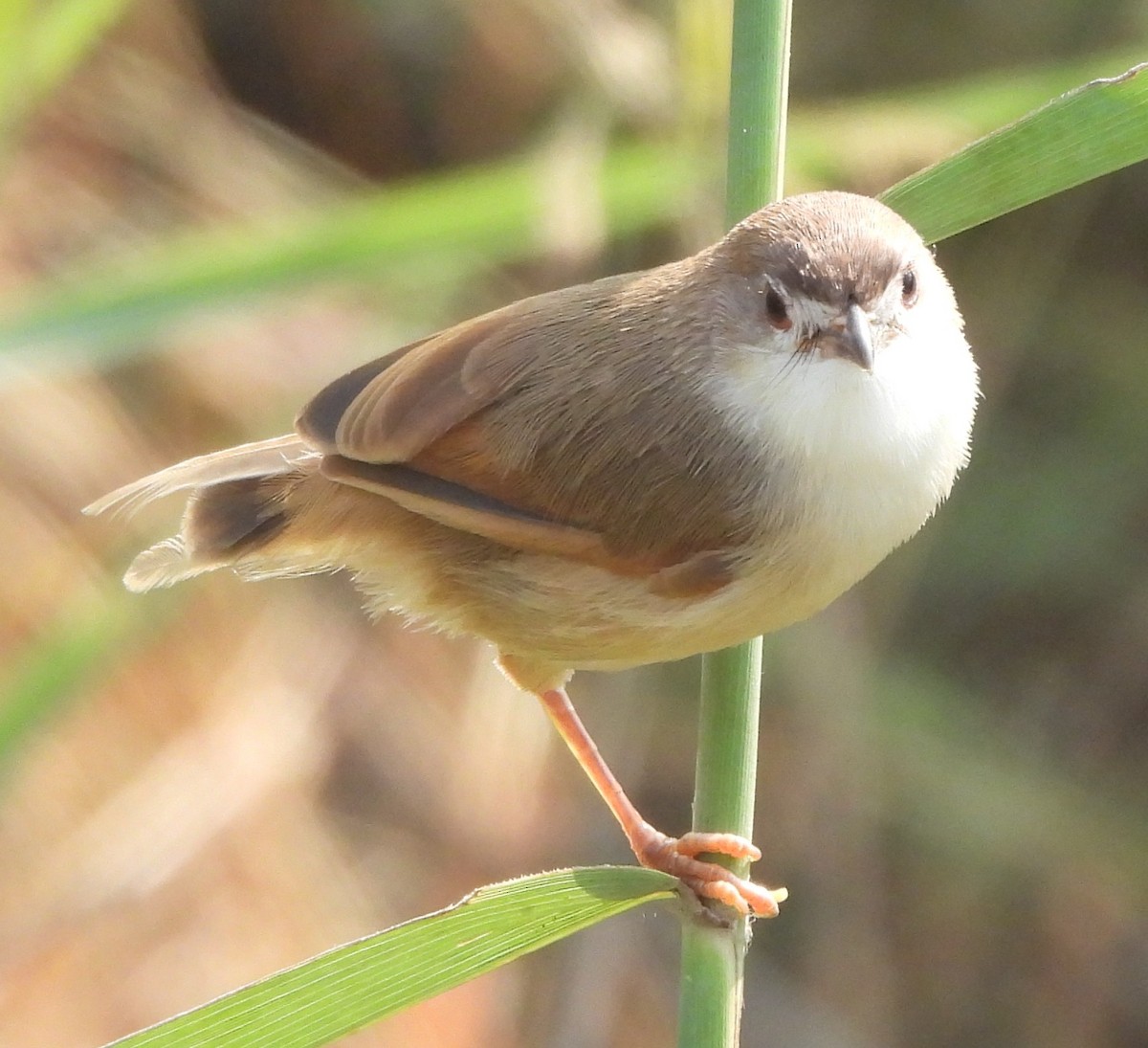 Yellow-eyed Babbler - ML625349625